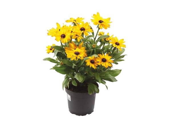 Stor sunbeckia