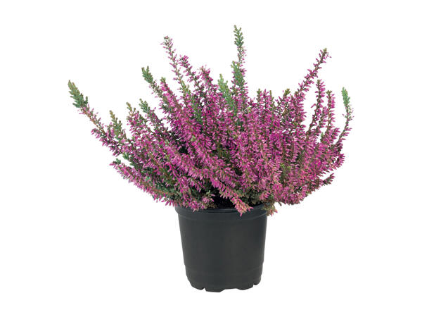 Calluna Vulgaris