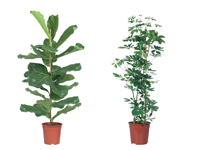 Large Green Houseplants