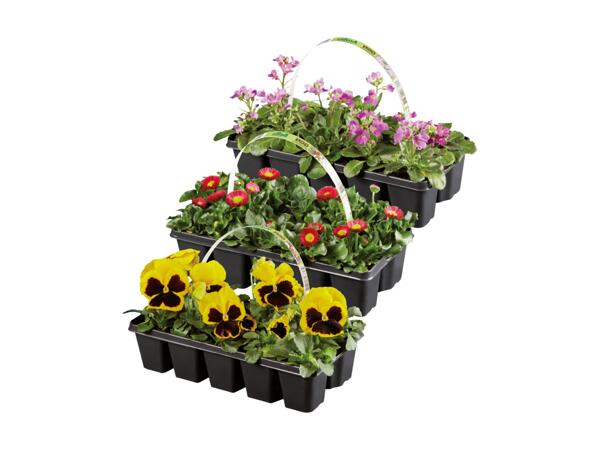 Vårblommor