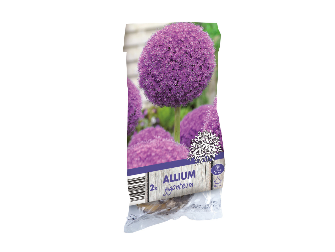 Large Allium Bulbs1