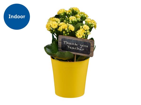 Thank you Teacher Kalanchoe