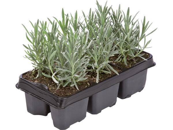 Lavendel Angustifolia
