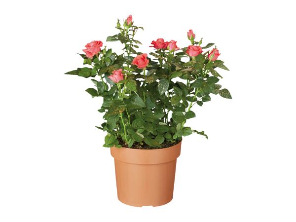 Roses
