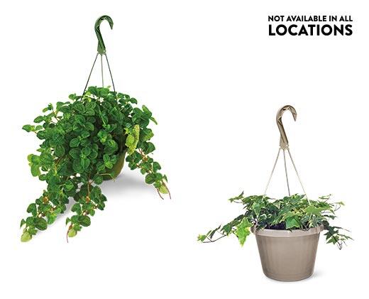 8" Foliage Assorted Varieties