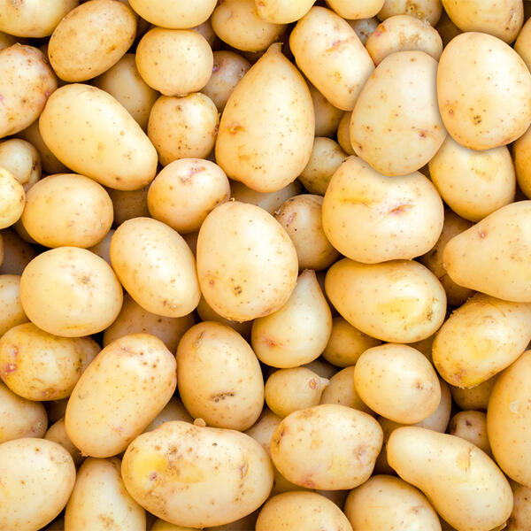 Speisekartoffeln
