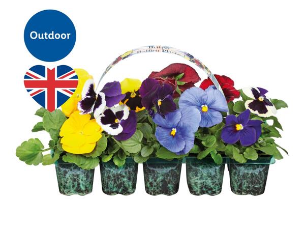 British Bedding Plants