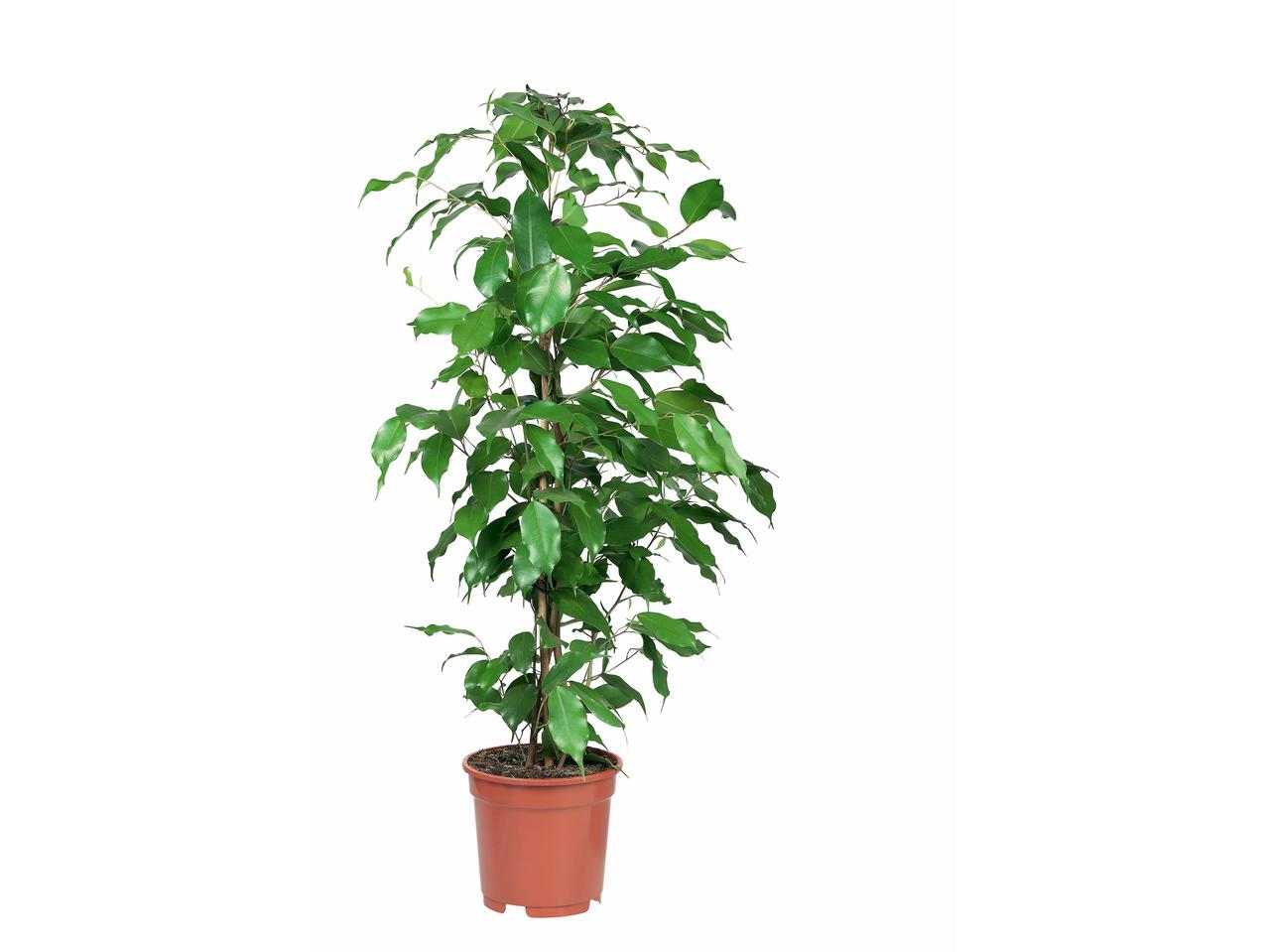 Groene plantenmix