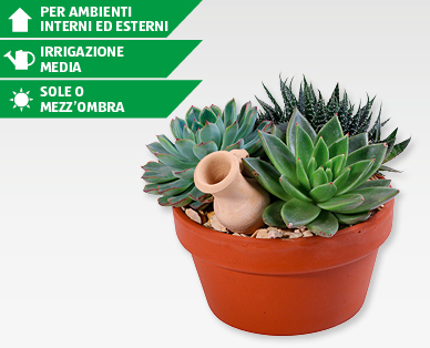 Assortimento di piante grasse GARDENLINE(R)