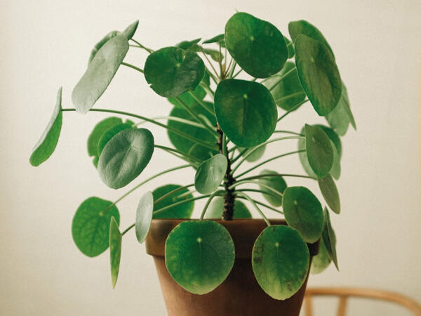 Opstammet pilea
