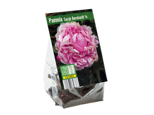 Peony Bulbs