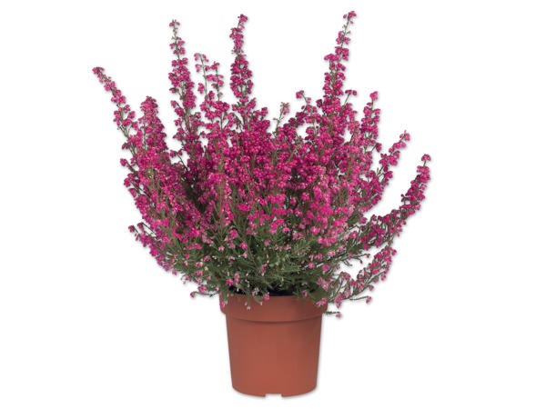 Erica Gracilis