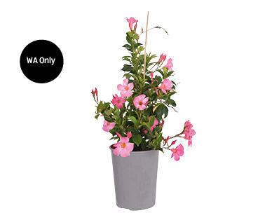 Mandevilla 170mm