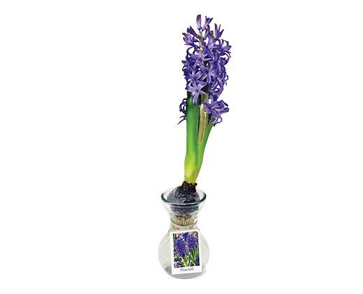Hyacinth in Glass Vase Assorted Colors