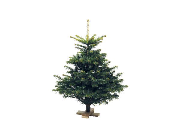 Juletræ på fod