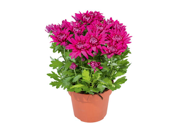Chrysanthemums