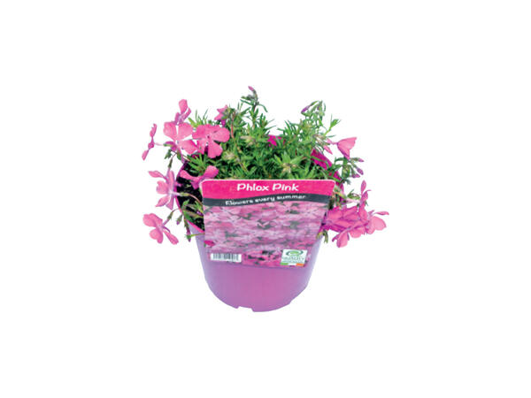 MOSS PHLOX