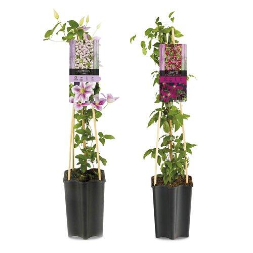 Blühende Clematis