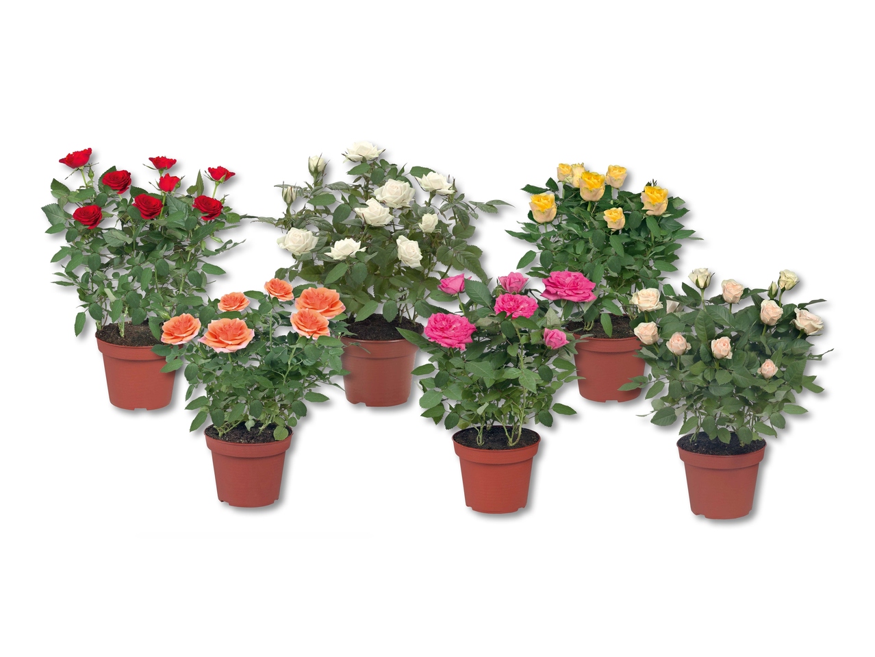 Rosier en pot