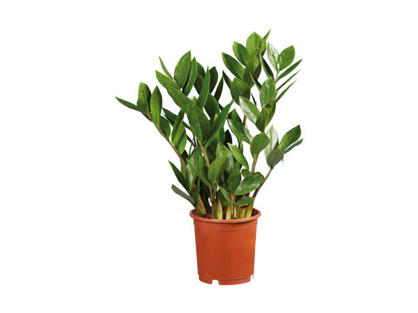 Zamioculcas