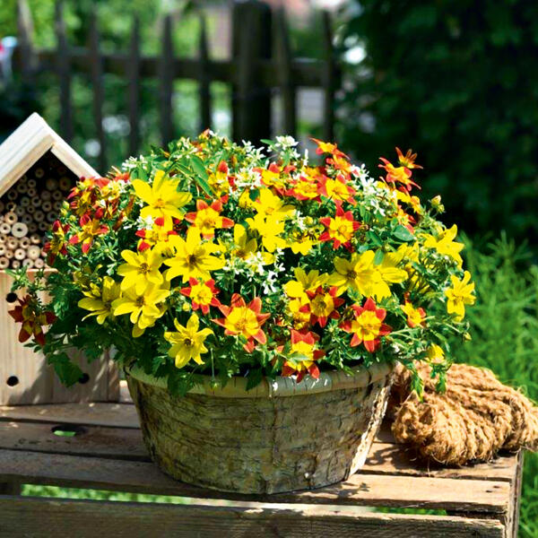 Bienenfreundliche Trixis