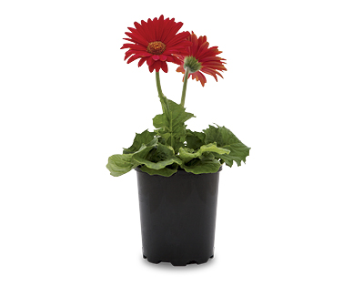 Gerbera 140mm