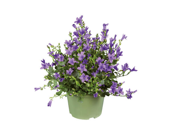 Campanula