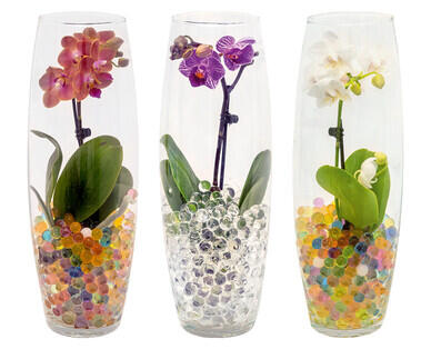 MINI ORCHIDEA