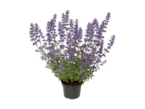 Perennial Collection