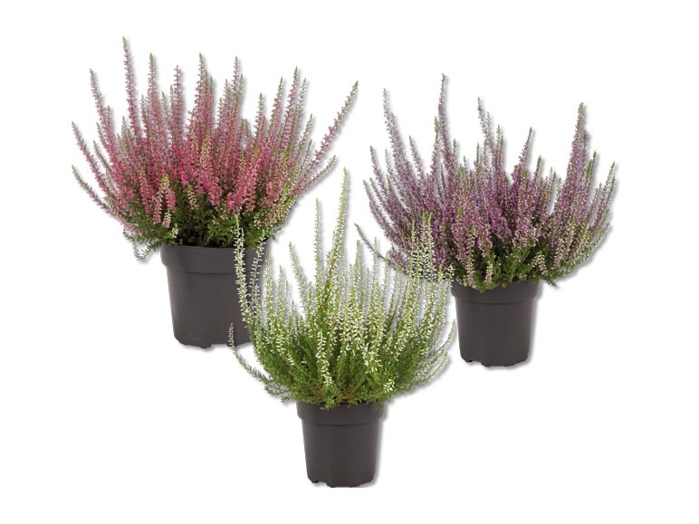 Calluna vulgaris (dès le 1.10.)