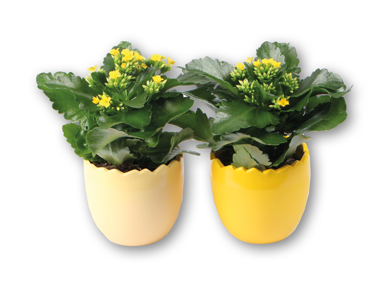 Kalanchoë i keramikæggeskal