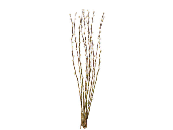 Pussy Willow
