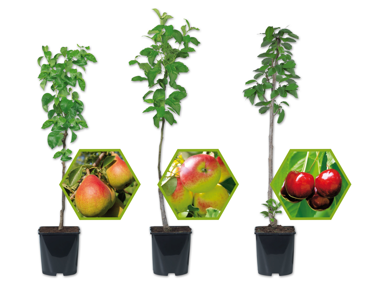 Obstbäume veredelt