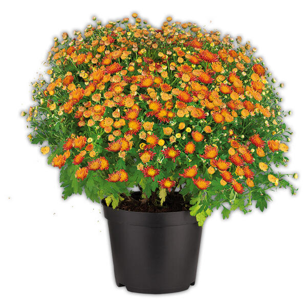 Bauernchrysantheme