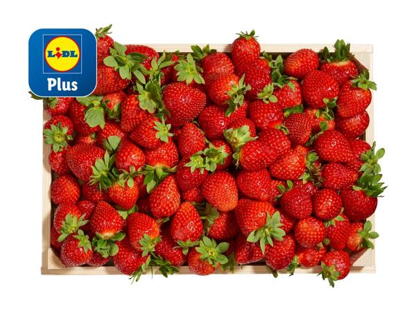 Fragole