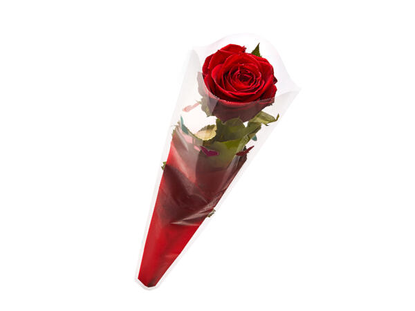 Single Red Rose