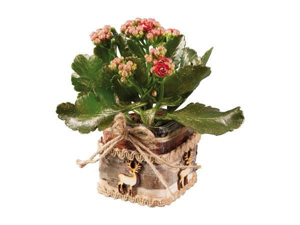 Kalanchoe in Glass Pot