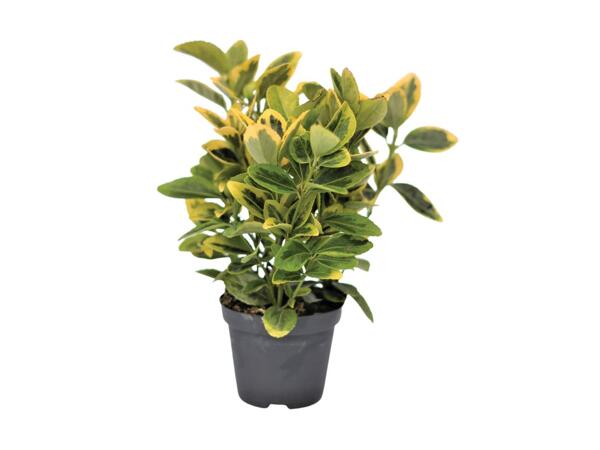 Gold Euonymus