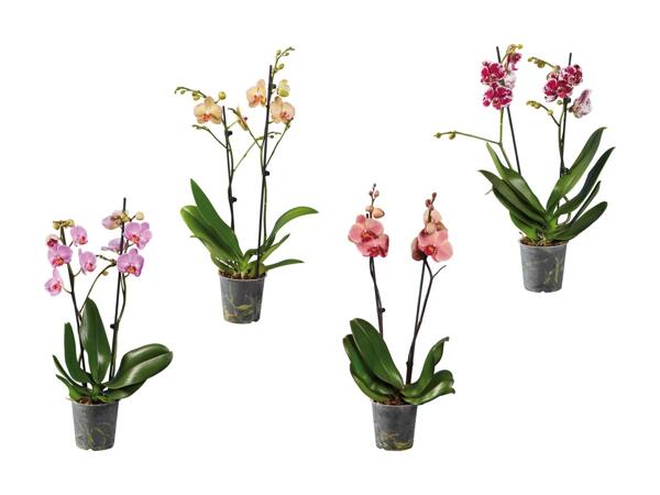 Phalaenopsis 2 tiges
