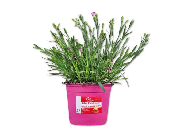 Dianthus Pink Kisses(R)