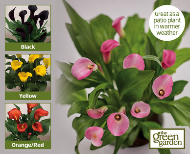 Calla Lily