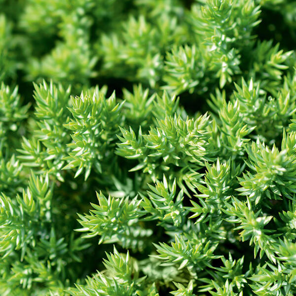 Zwerg-/ Kriechwacholder "Juniperus"