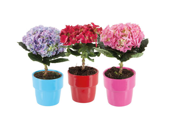 Hortensia i keramikkruka