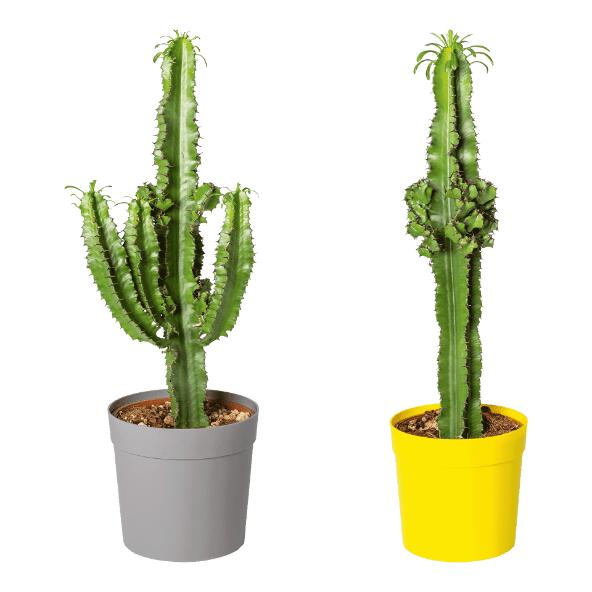 Euphorbia