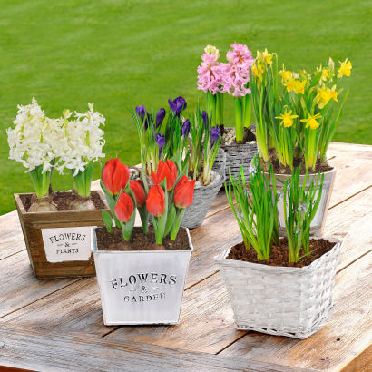 Blomsterløg 
i kurv eller potte