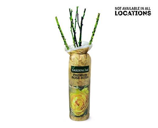 Gardenline 
 Premium Rose Bush Assorted Varieties