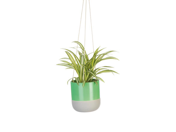 Green Plant in Hanging Ceramic1