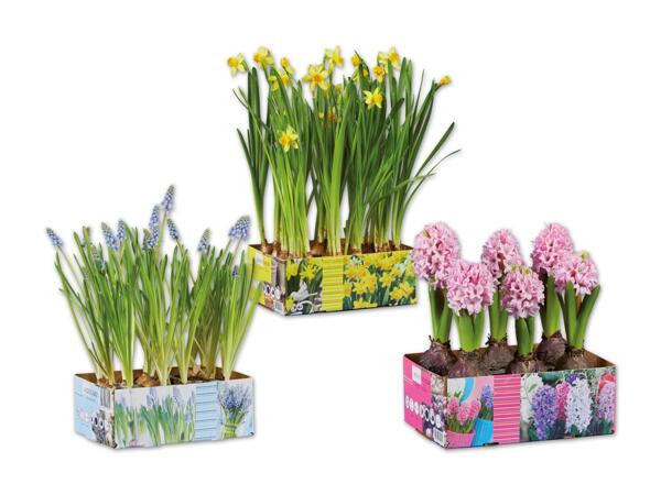 Blumenzwiebel Sixpack