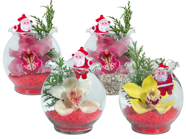 Orchidee im Wellenrandglas