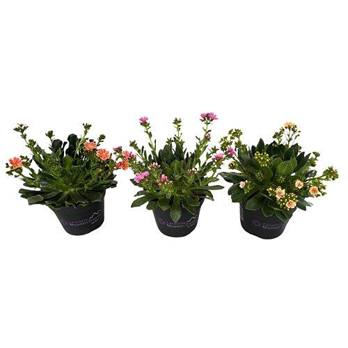 GARDENLINE Lewisia